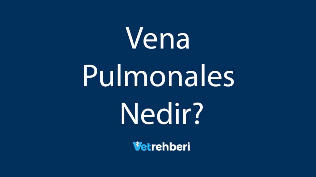 Vena Pulmonales Nedir?