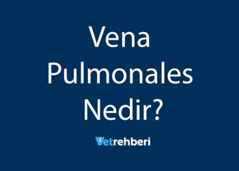 Vena Pulmonales Nedir?