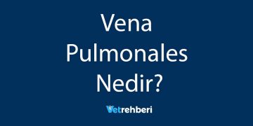 Vena Pulmonales Nedir?