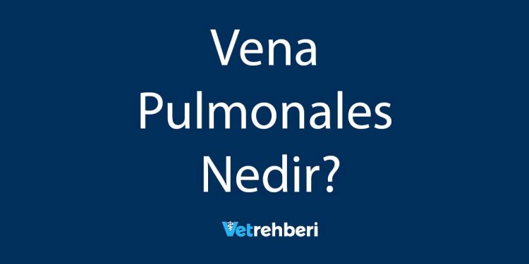 Vena Pulmonales Nedir?