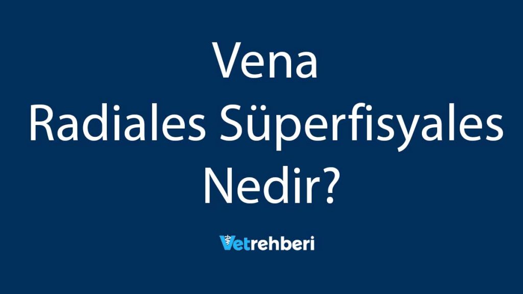 Vena Radiales Süperfisyales Nedir?