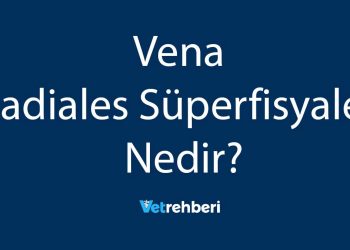 Vena Radiales Süperfisyales Nedir?