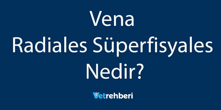 Vena Radiales Süperfisyales Nedir?