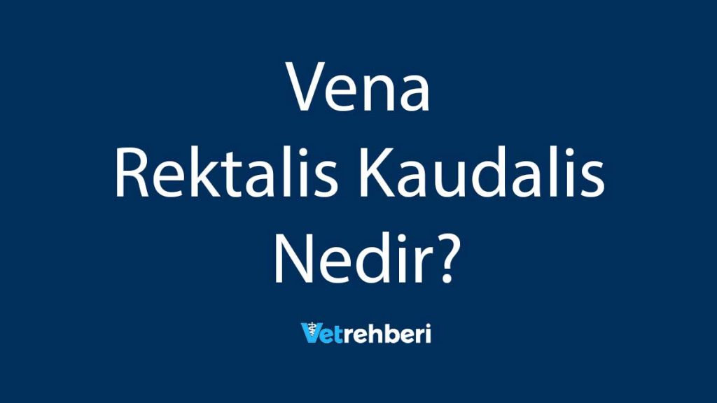 Vena Rektalis Kaudalis Nedir?