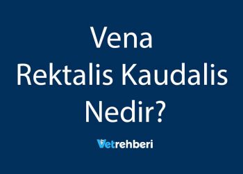 Vena Rektalis Kaudalis Nedir?