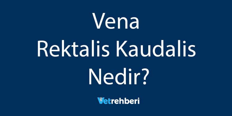 Vena Rektalis Kaudalis Nedir?