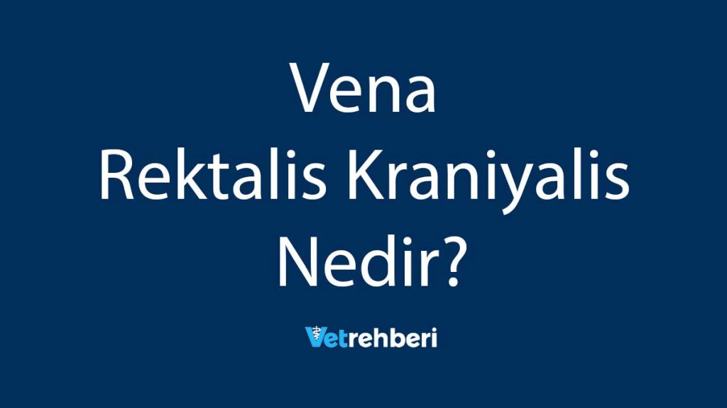 Vena Rektalis Kraniyalis Nedir?