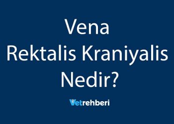 Vena Rektalis Kraniyalis Nedir?