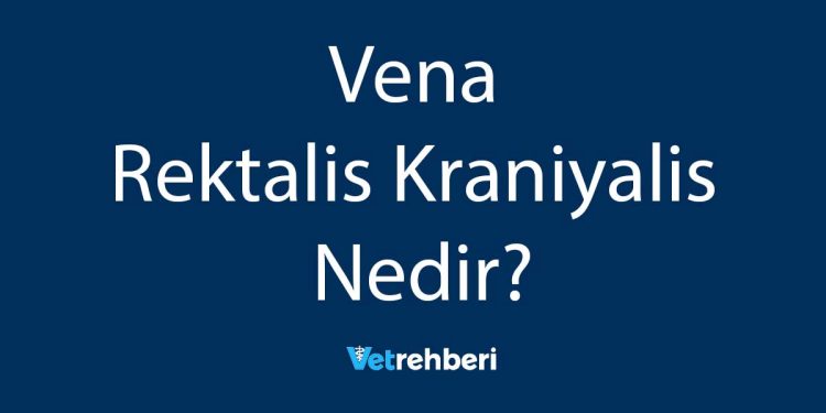 Vena Rektalis Kraniyalis Nedir?