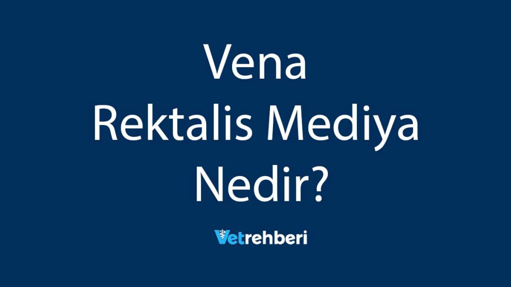 Vena Rektalis Mediya Nedir?