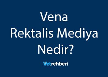 Vena Rektalis Mediya Nedir?