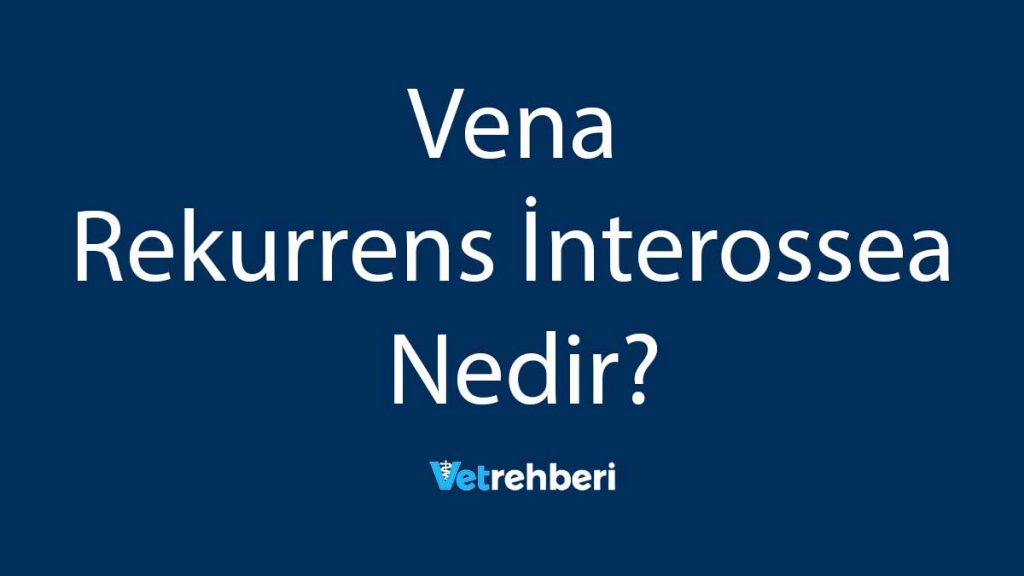 Vena Rekurrens İnterossea Nedir?