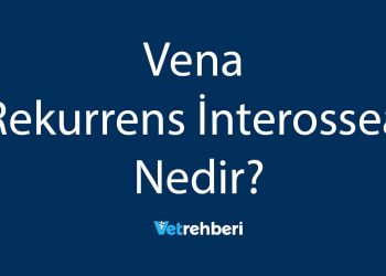 Vena Rekurrens İnterossea Nedir?