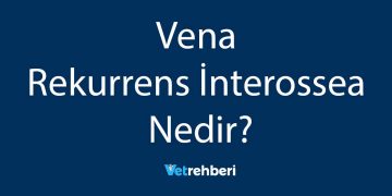 Vena Rekurrens İnterossea Nedir?