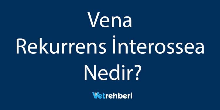 Vena Rekurrens İnterossea Nedir?