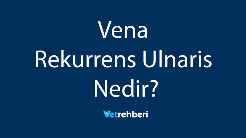 Vena Rekurrens Ulnaris Nedir?