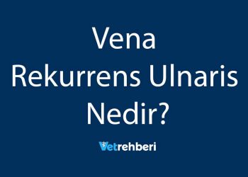Vena Rekurrens Ulnaris Nedir?