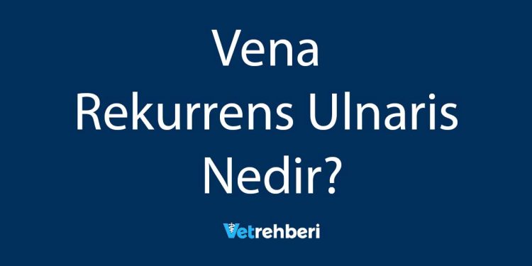 Vena Rekurrens Ulnaris Nedir?