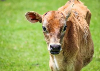 Sığırlarda Mikoplazma Bovis Enfeksiyonları