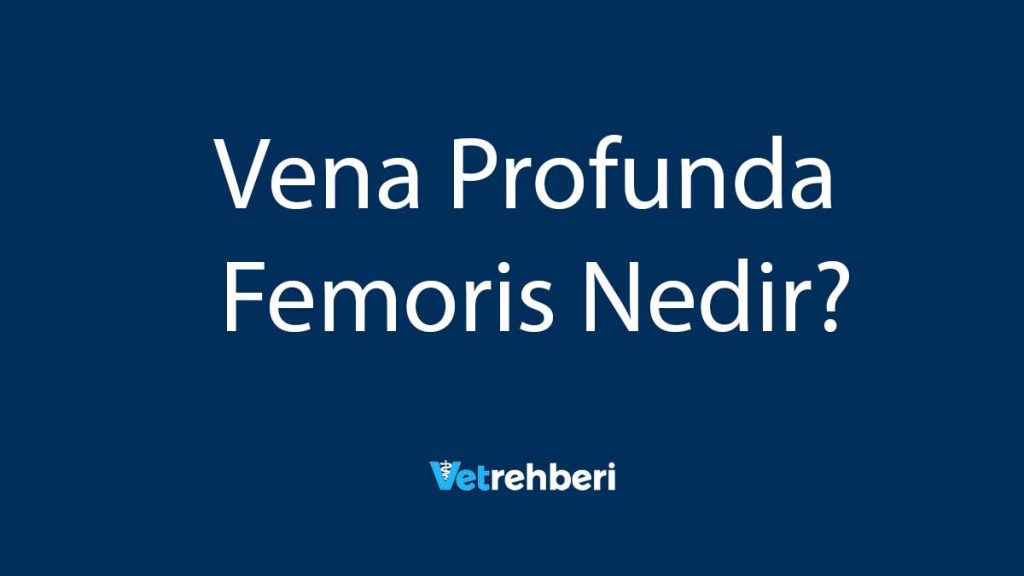 Vena Profunda Femoris Nedir?