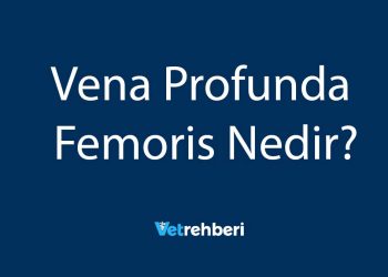 Vena Profunda Femoris Nedir?