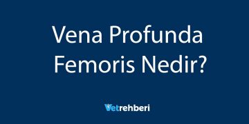 Vena Profunda Femoris Nedir?