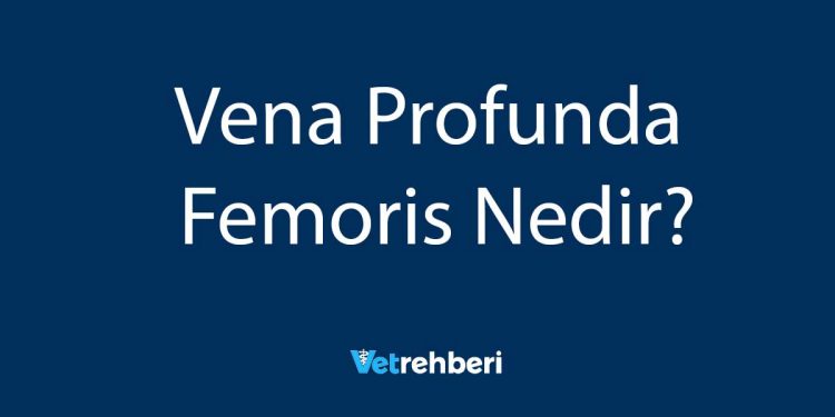 Vena Profunda Femoris Nedir?