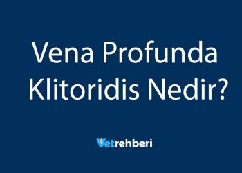 Vena Profunda Klitoridis Nedir?