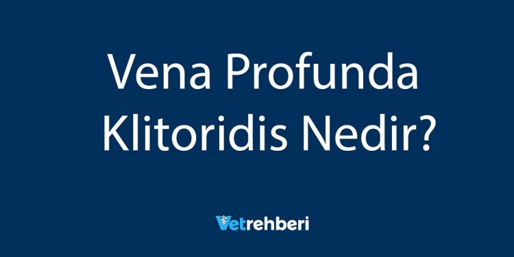 Vena Profunda Klitoridis Nedir?