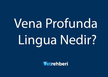 Vena Profunda Lingua Nedir?