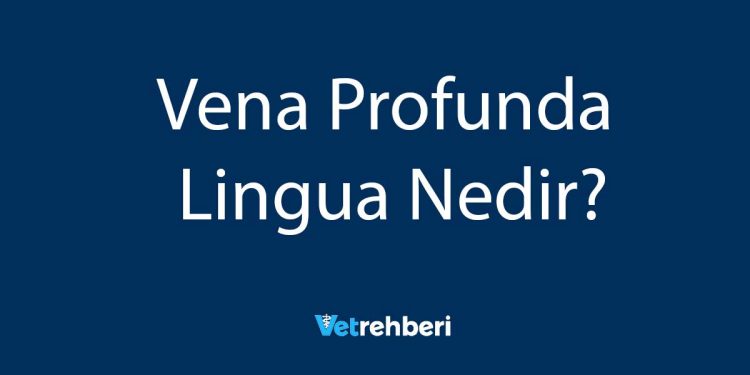 Vena Profunda Lingua Nedir?