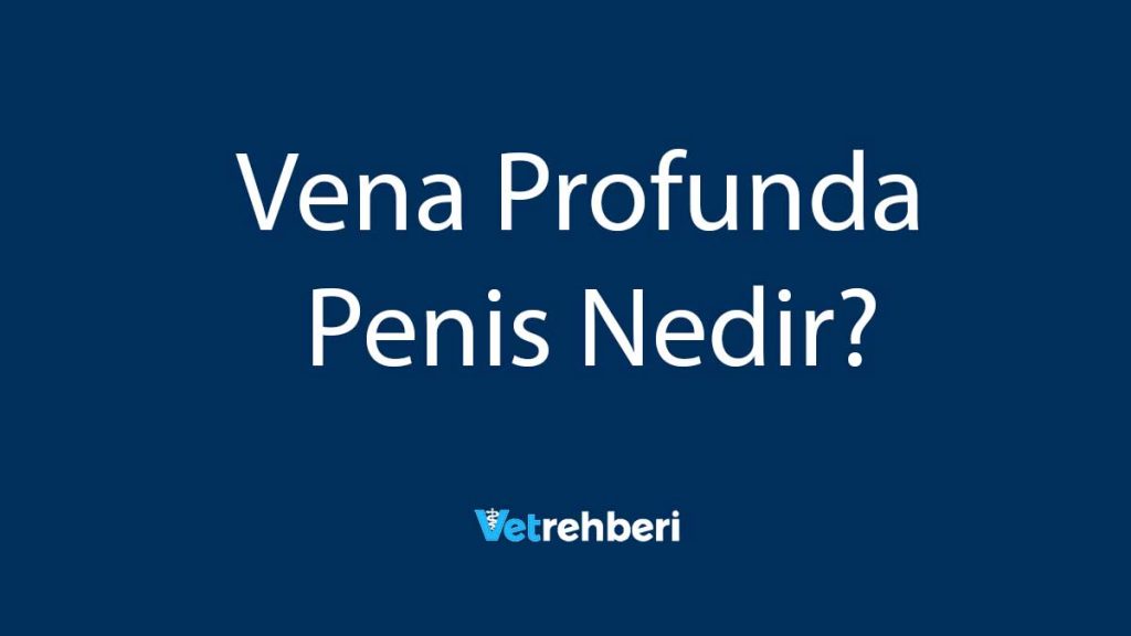 Vena Profunda Penis Nedir?