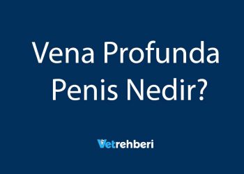 Vena Profunda Penis Nedir?