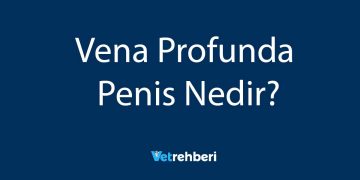 Vena Profunda Penis Nedir?