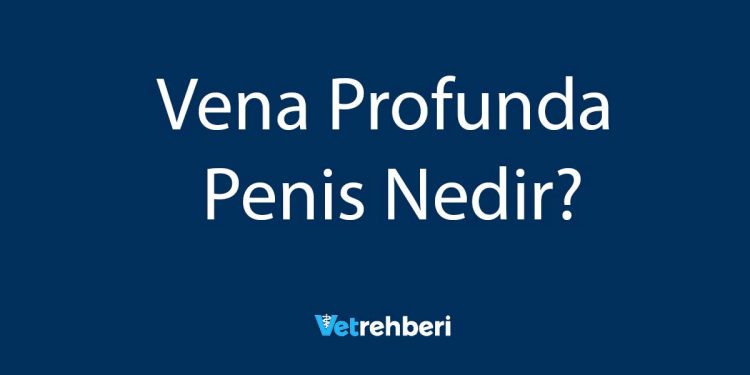 Vena Profunda Penis Nedir?