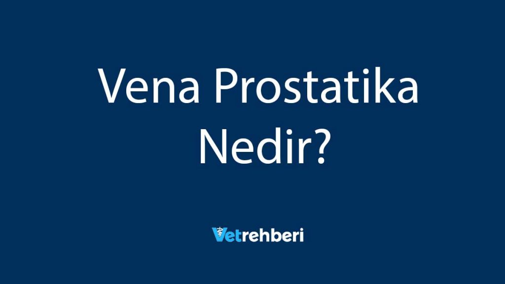 Vena Prostatika Nedir?