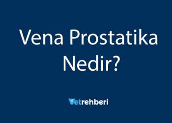 Vena Prostatika Nedir?
