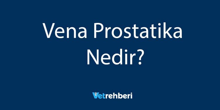 Vena Prostatika Nedir?