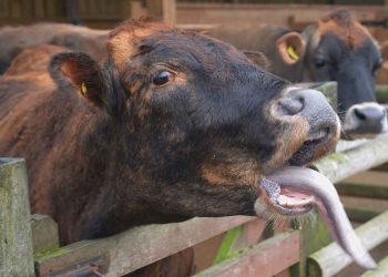Verimi Kısıtlayıcı Faktörler