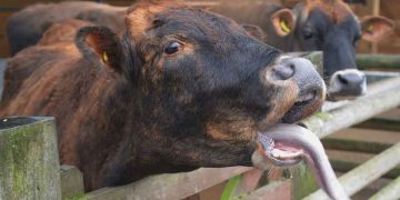 Verimi Kısıtlayıcı Faktörler