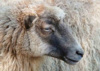 Çiftlik Hayvanlarında Raşitizma