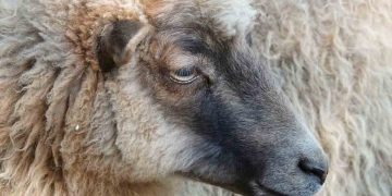 Çiftlik Hayvanlarında Raşitizma