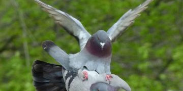 Güvercinlerde Üretim ve Yumurtadan Çıkış