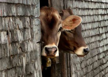 İneklerin Bakımında Bakıcının Rolü