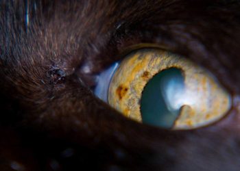 Kedilerde Göz Rengi Değişiklikleri