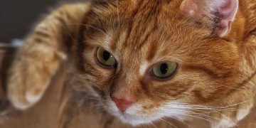 Kedilerde Kan Transfüzyonu