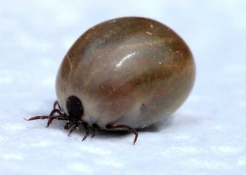 Kedilerde Kene Kaynaklı Hastalıklar