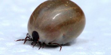 Kedilerde Kene Kaynaklı Hastalıklar