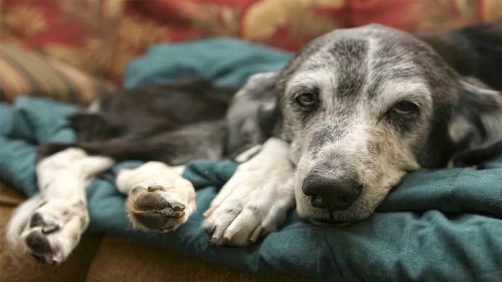 Köpek Gribi Enfeksiyonu (Canine Influenza)