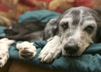 Köpek Gribi Enfeksiyonu (Canine Influenza)